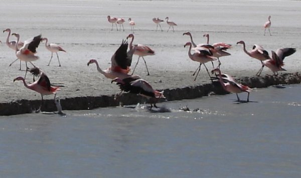 A pro změnu plameňáci.